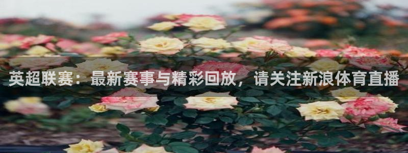 英超联赛：最新赛事与精彩回放，请关注新浪体育直播